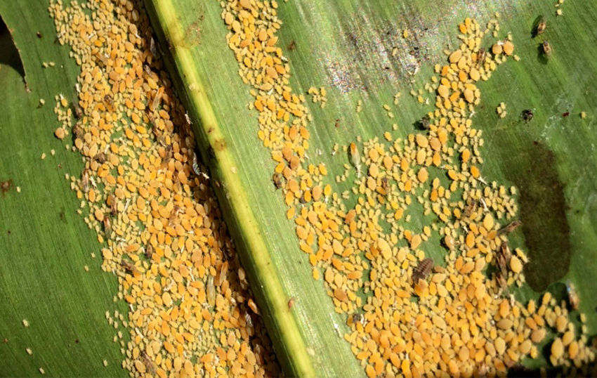 Resistant Hybrids Do Not Exist