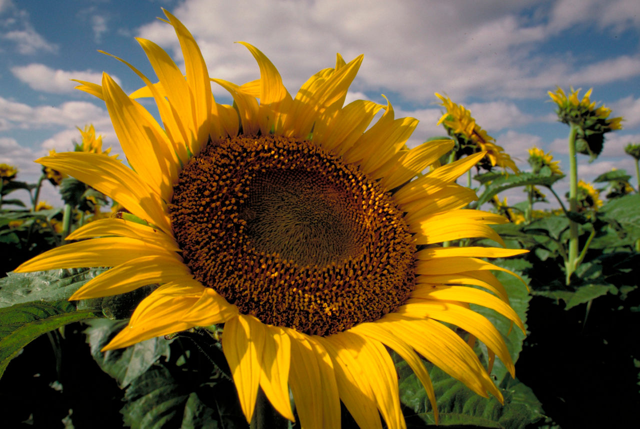High Yield Potential with Consistent Oil Content