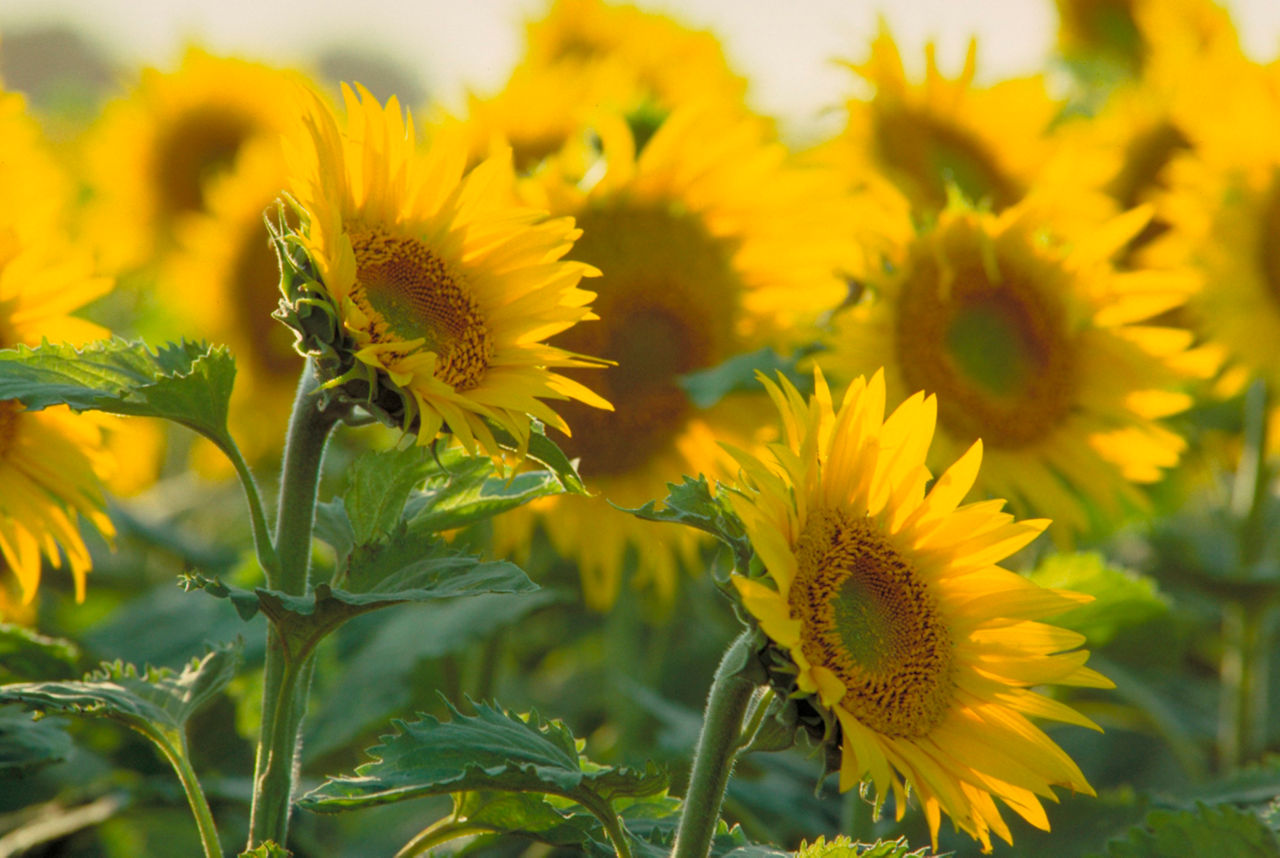 Sunflower field