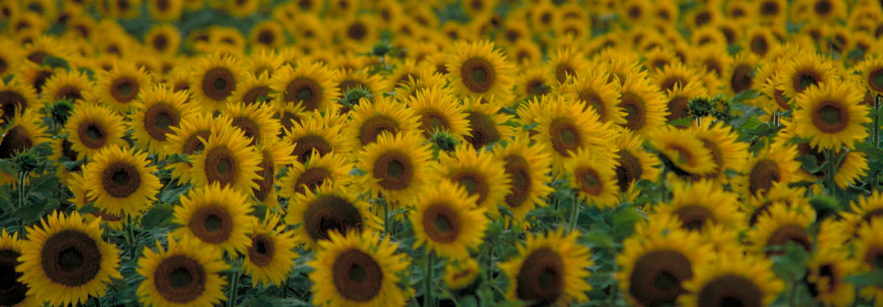 Sunflower field