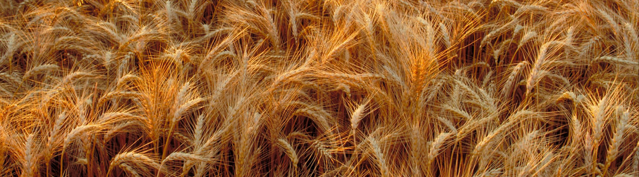 Wheat field