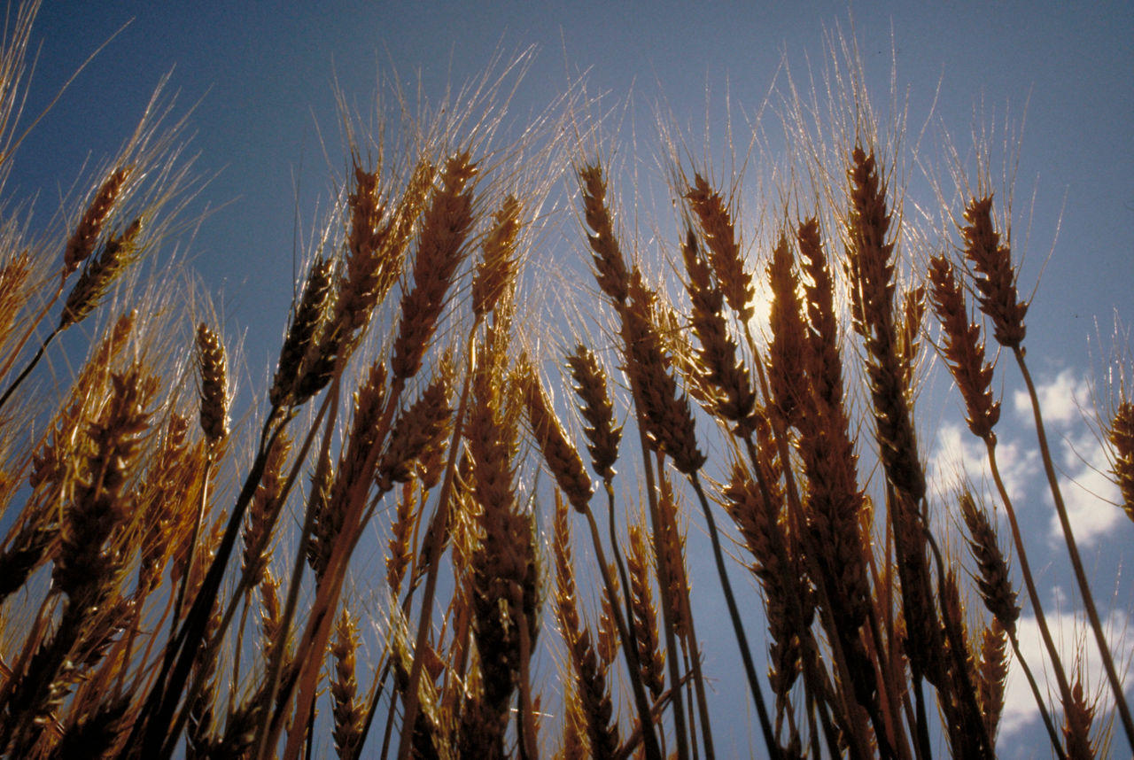 Wheat field