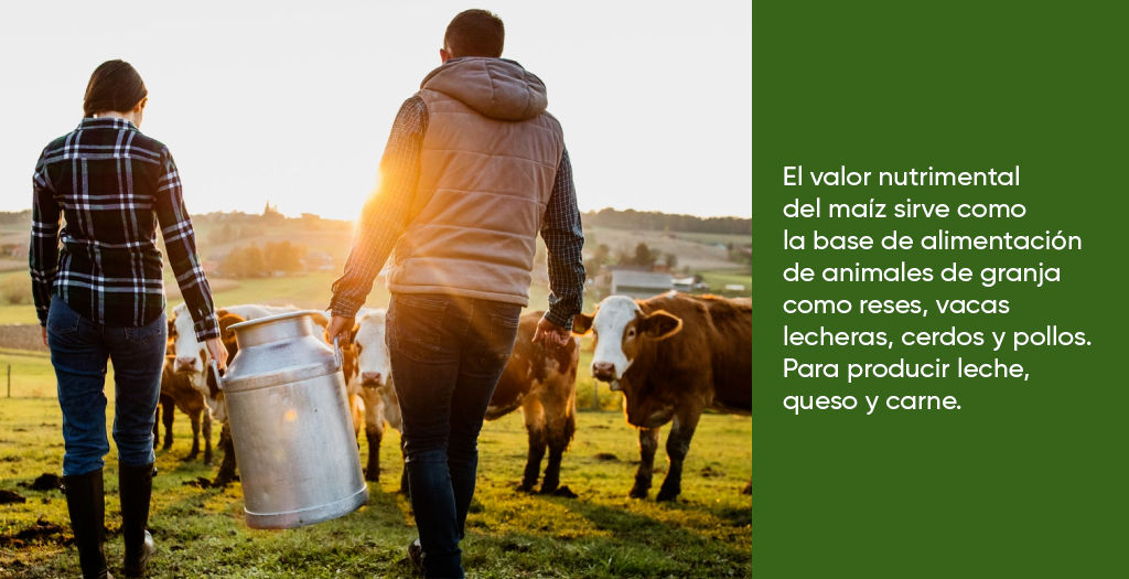 El maíz mueve al mundo