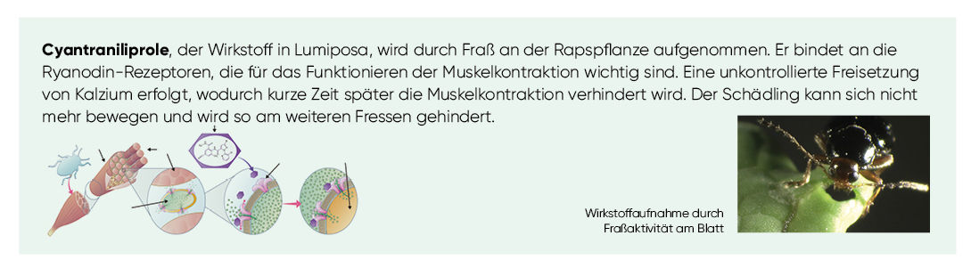 Lumiposa_Wirkung