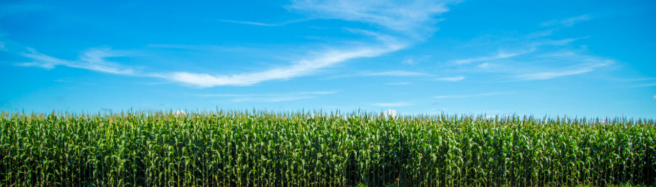 Pioneer Agronomy