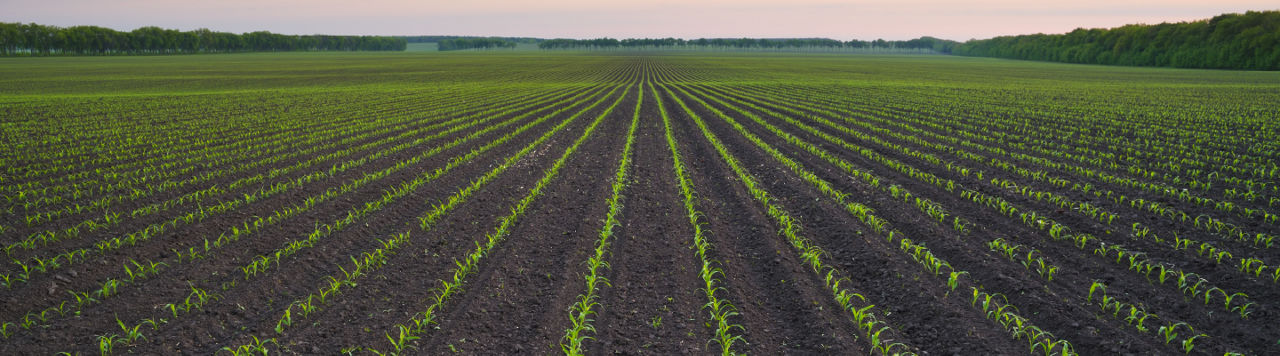 Pioneer Maize
