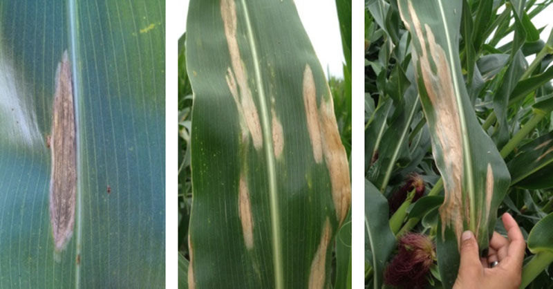 Characteristic symptoms of NCLB: ‘cigar shaped’ tan or grayish lesions on leaf surface. Lesions eventually coalesce into necrotic tissue.
