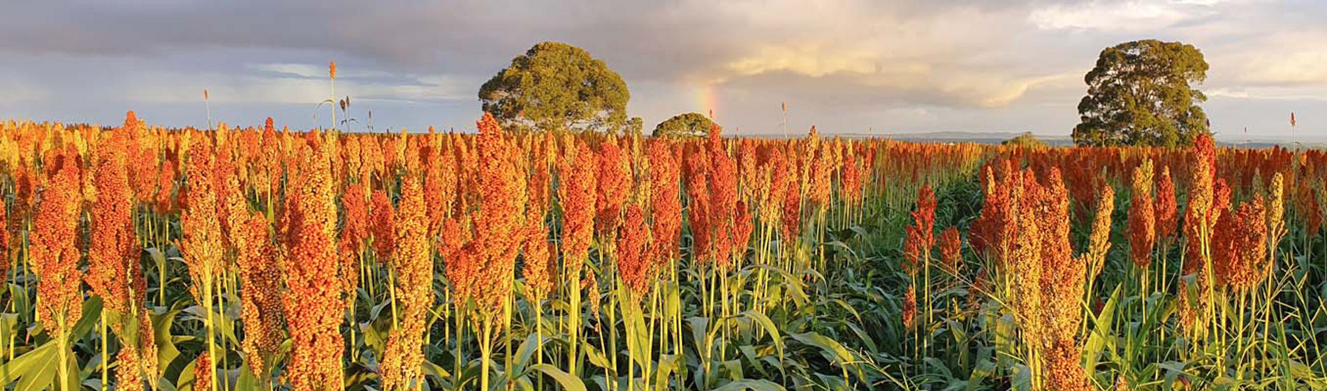 Sorgo