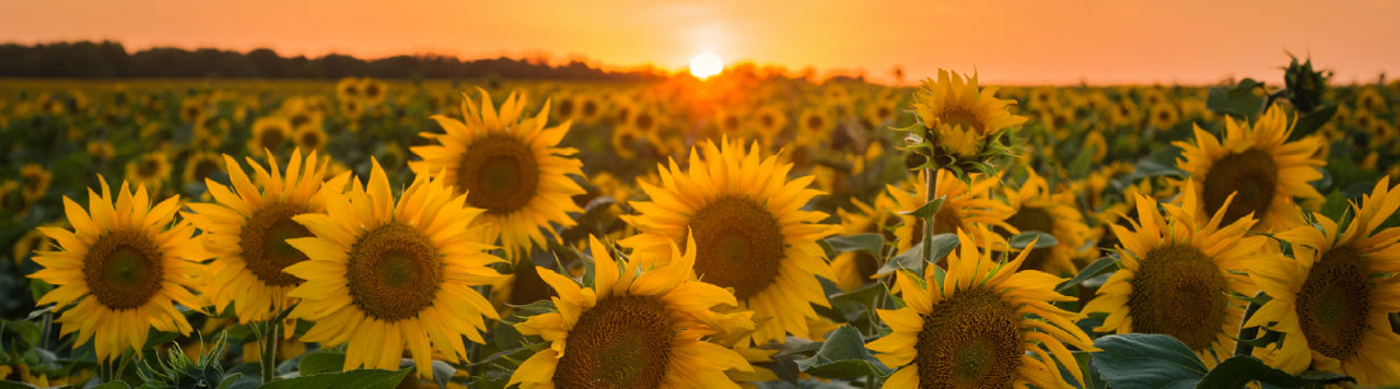 Pioneer Sunflowers