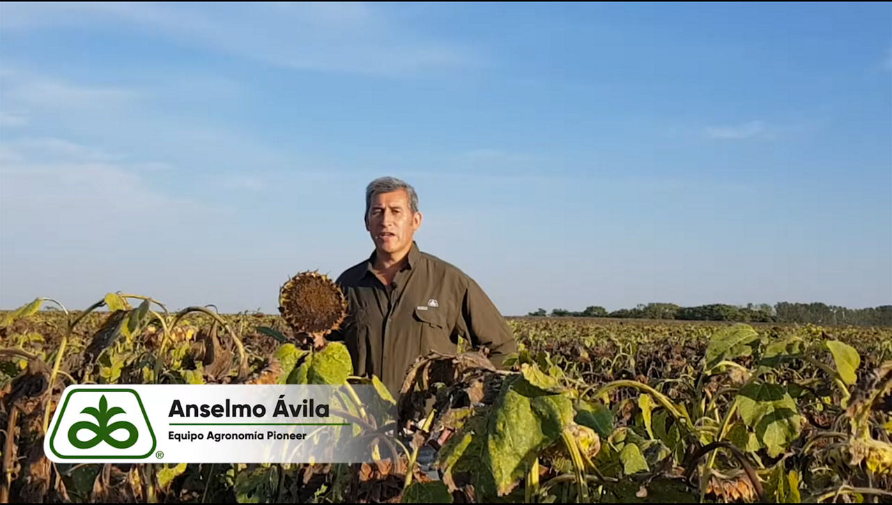 Phnopsis Cancrotallo Girasol Buenos Aires