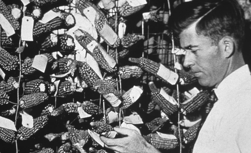 The start of Hi-Bred Corn Company