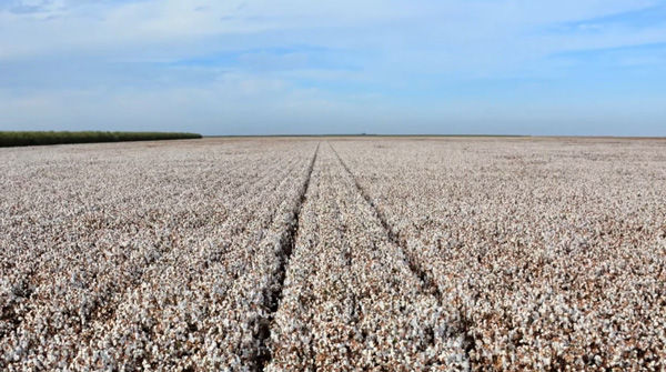 cotton field