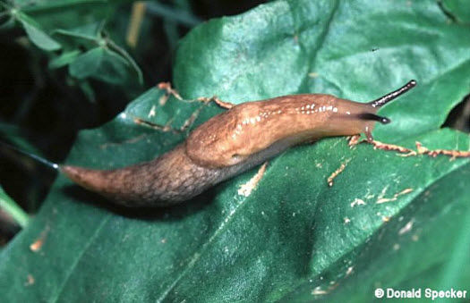 Photo showing adult gray garden slug.