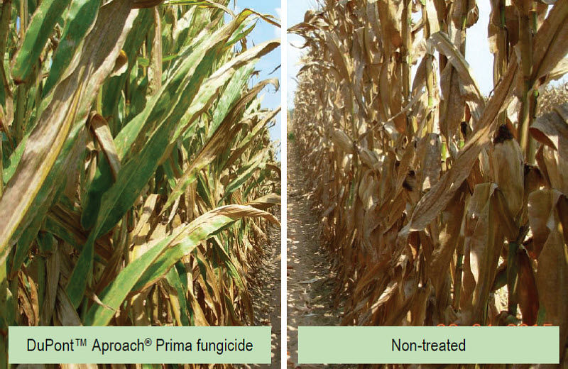 Comparison of corn field treated with DuPont(TM) Aproach® Prima fungicide and non-treated corn field near Winchester, Ark.