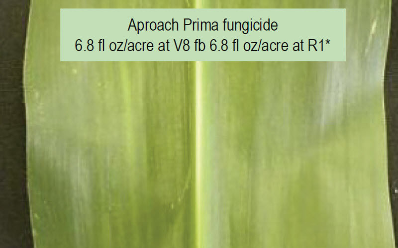 Corn leaf with southern rust that has been treated with Aproach Prima fungicide 6.8 fl oz/acre at V8 fb 6.8 fl oz/acre at R1.