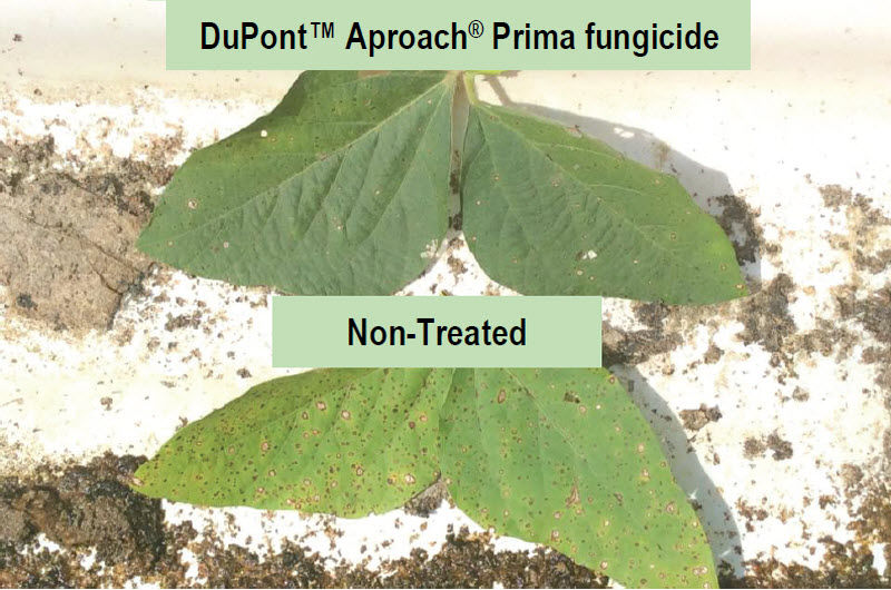 Leaves from Pioneer� variety P54T94R treated with Aproach