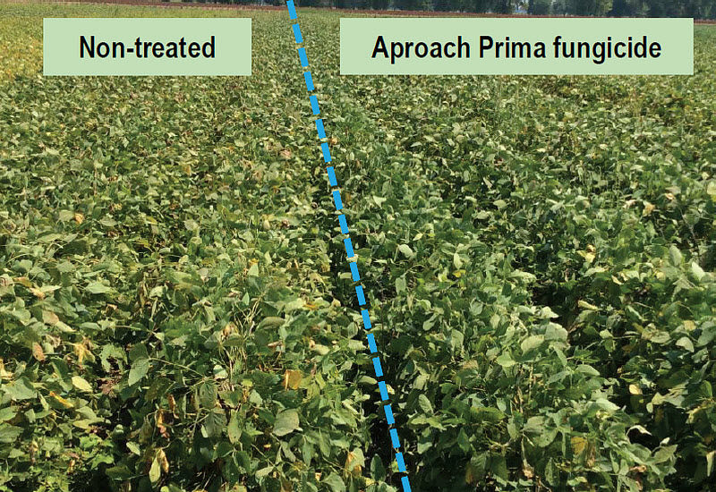 Pioneer variety P54T94R nontreated (left) and treated with