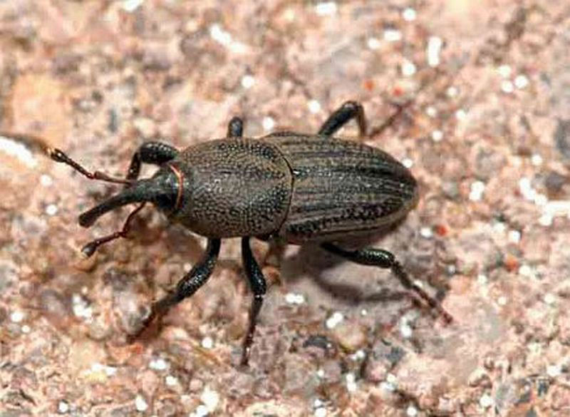 Bluegrass Billbug