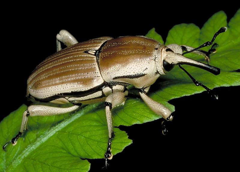 Clay-Colored Billbug