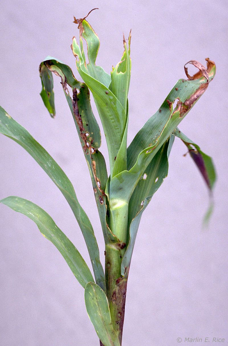 Corn billbug damage