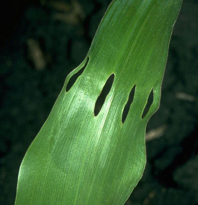 Holes in corn leaf caused by corn billbug
