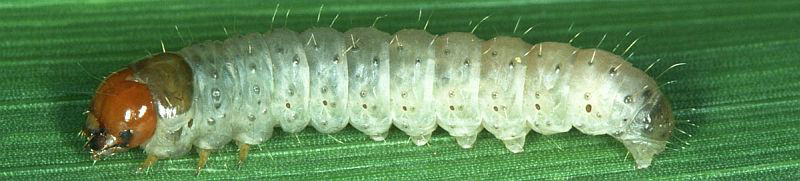 Glassy cutworm