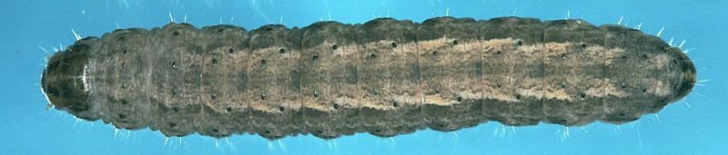 Dingy cutworm