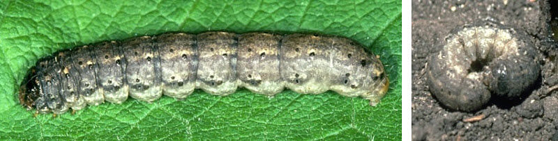 Black cutworm