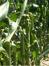 Snapped corn plants at the VT growth stage.