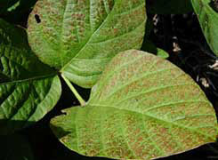 Photo: Leaf bronzing at top of soybean plant due to Cercospora