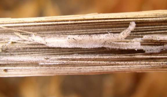 This is a photo showing shredded corn stalk pith due to charcoal rot.