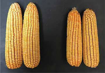 Comparison photo showing mature corn ears with improved yield potential corresponding to better plant health in the fungicide-treated field strip.