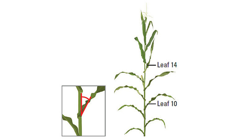 Leaf angle measurements on leaf 10 and leaf 14.