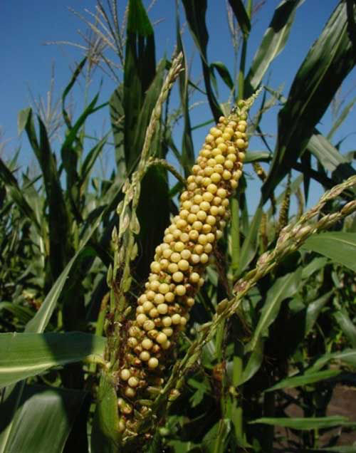 Corn exhibiting tassel ear, with the center spike possessing an ear-like structure.
