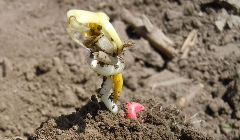 Corn corkscrew damage symptoms.