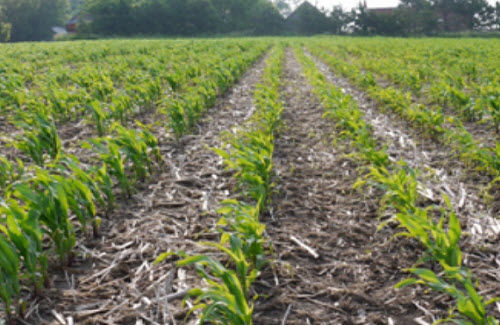 Pioneer field trial