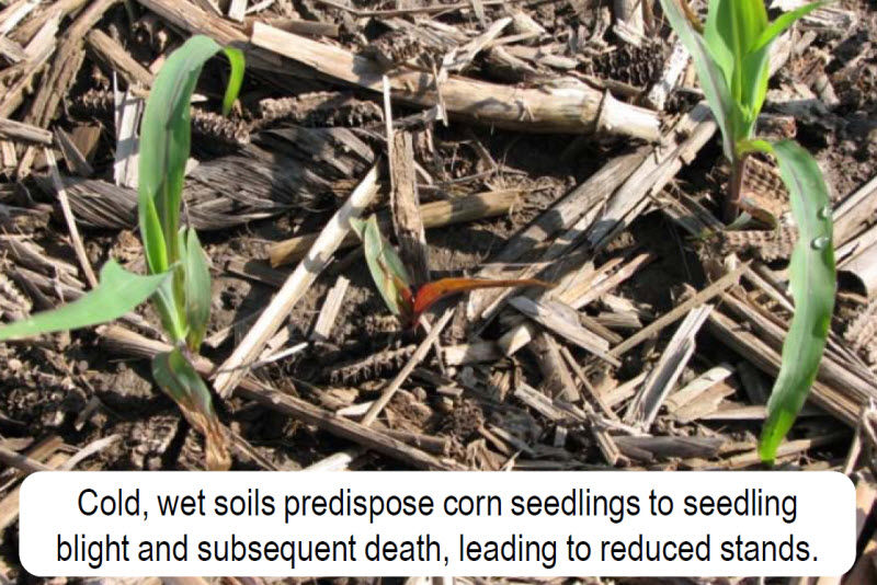 Damaged Corn Photo