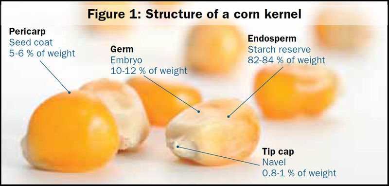 Illustration and photo - Structure of a corn kernel
