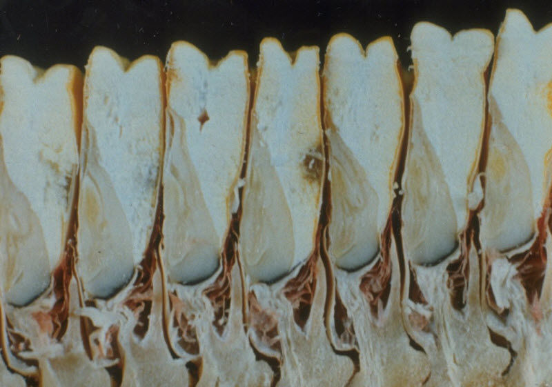 Cross section of kernels following physiological maturity. The black abscission layer is visible at the tip of the kernels.
