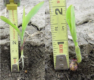 Planting depth measurements of Pioneer® brand 35F44.