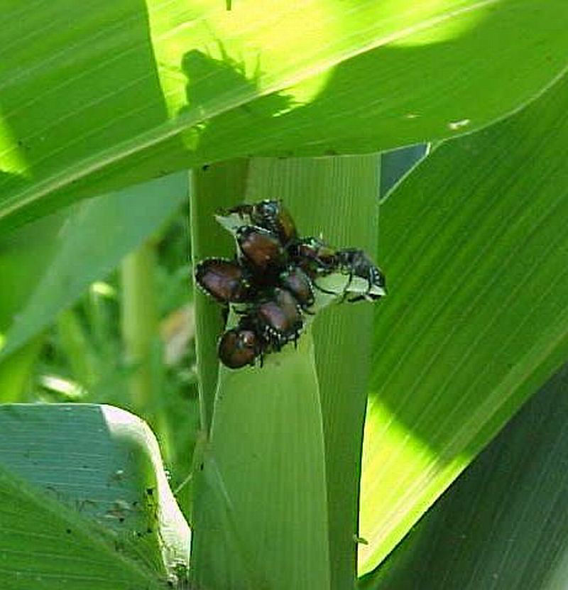 Japanese beetles can interfere with pollination by clipping silks.