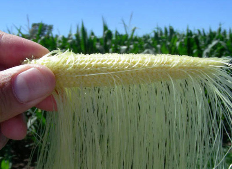 A silk must be pollinated for the ovule to develop into a kernel.