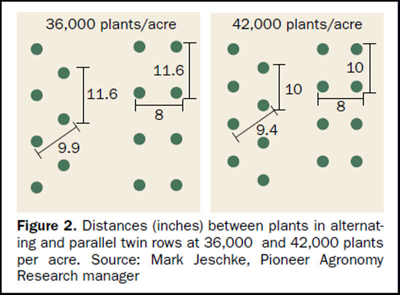 Illustration - Distances (inches) between corn plants in alternating and parallel twin rows at 36,000 and 42,000 plants per acre.