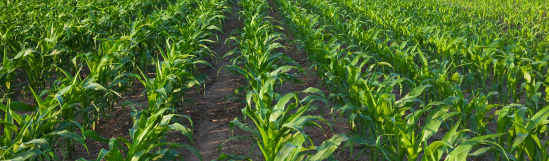 P3302 Pioneer Corn Seeds
