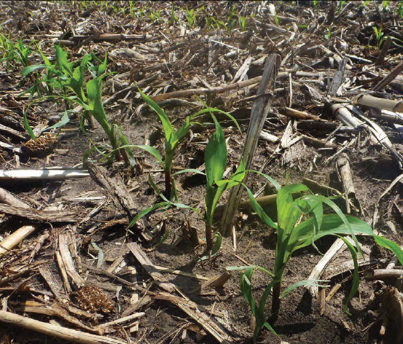 Residue in corn field