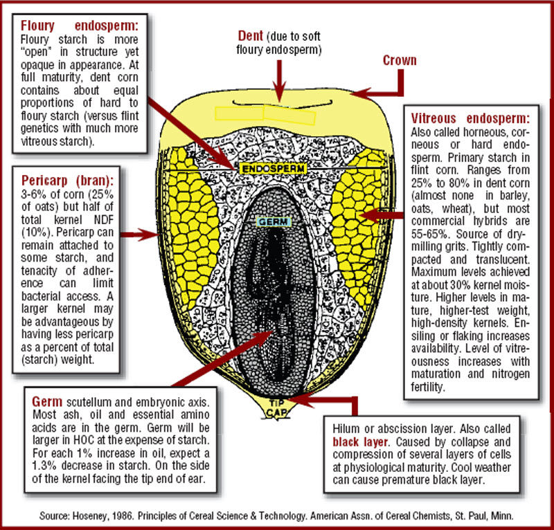 Corn kernel structure