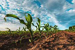 Crop Duration