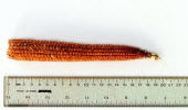 Corn cob - harvested on first day of pollination.