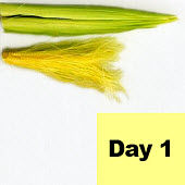 Corn ear - day 1 of pollination.