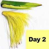 Corn ear - day 2 pollination.